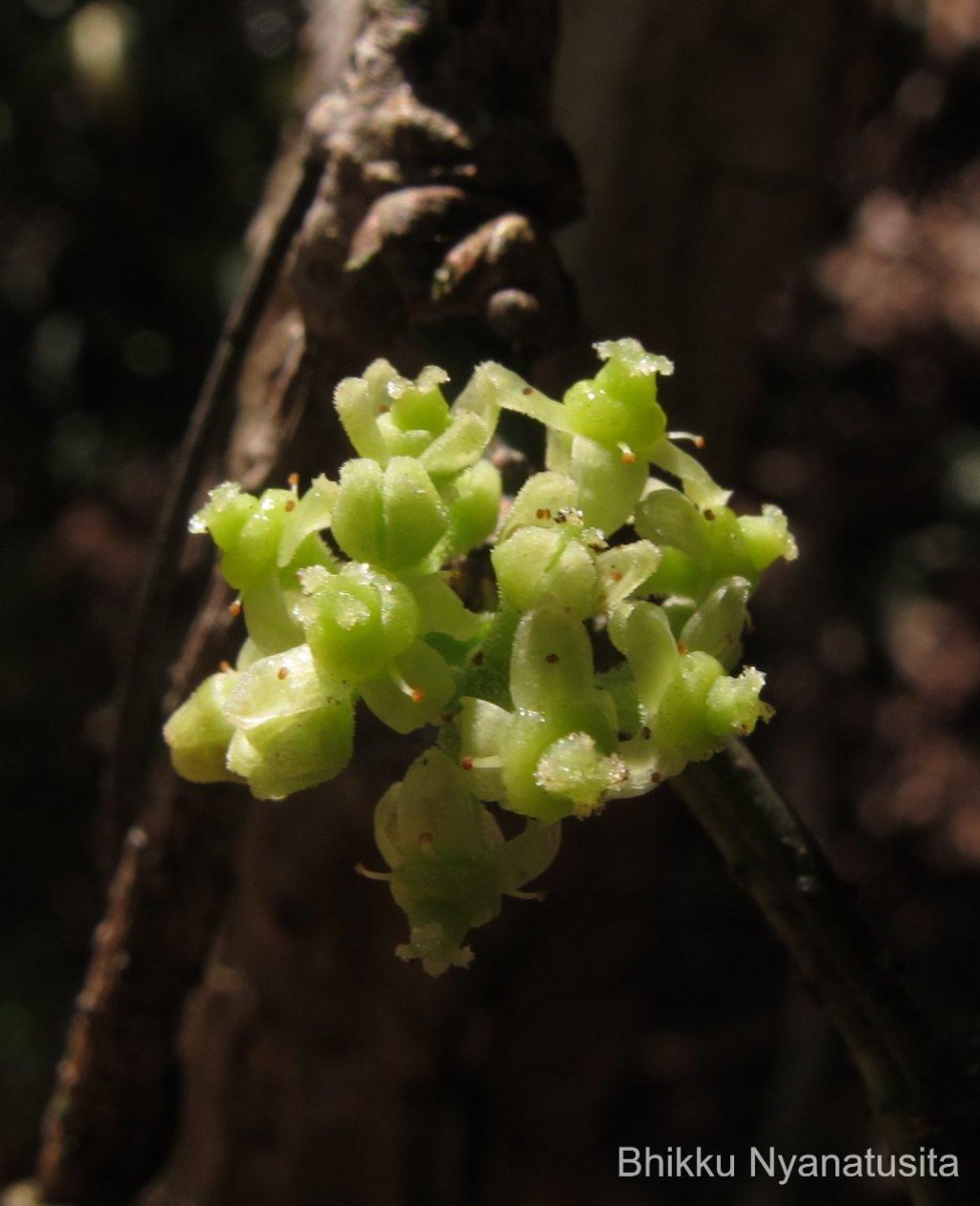 Tetrastigma nilagiricum (Miq.) B.V.Shetty